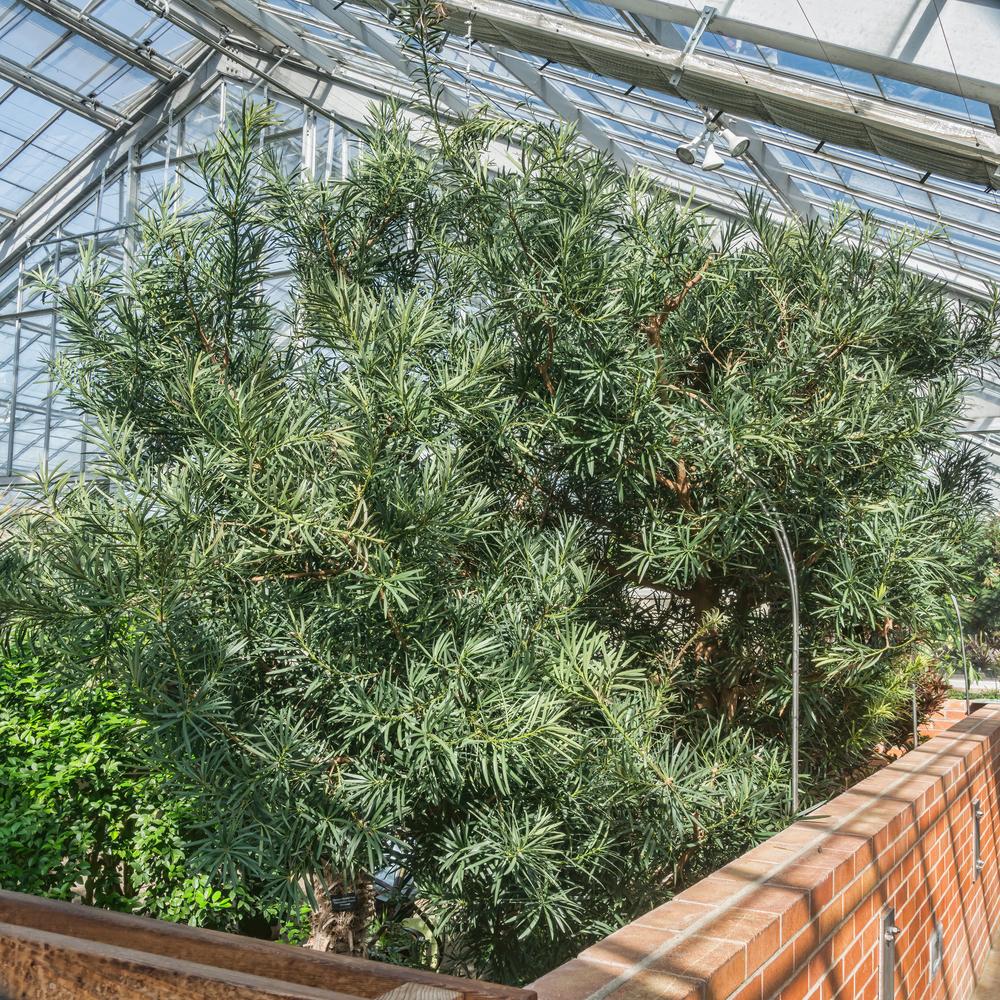 Photo of Buddhist Pine (Podocarpus macrophyllus) uploaded by arctangent