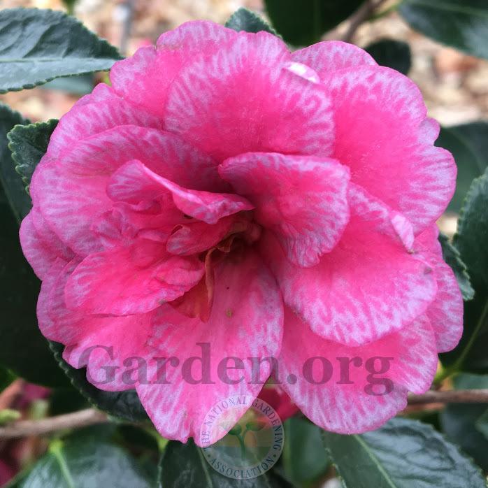 Photo of Camellia (Camellia hiemalis 'Green's Blues') uploaded by BlueOddish