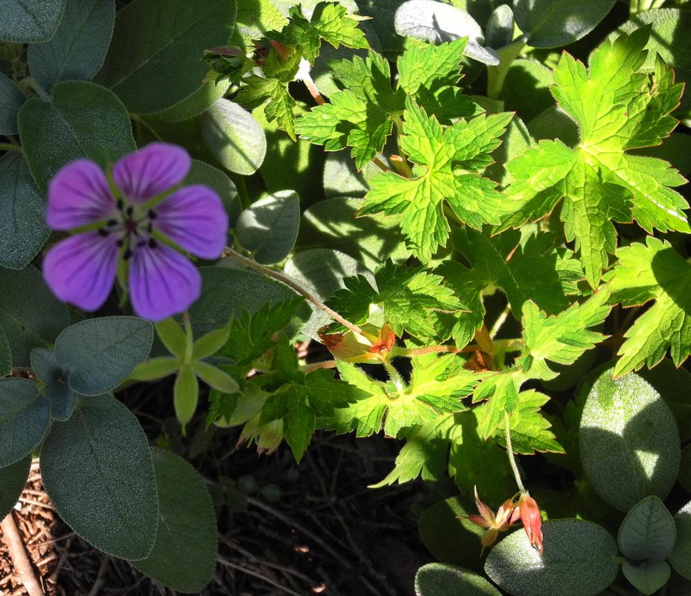 Photo of Geranium (Geranium wallichianum 'Sweet Heidy') uploaded by Vals_Garden
