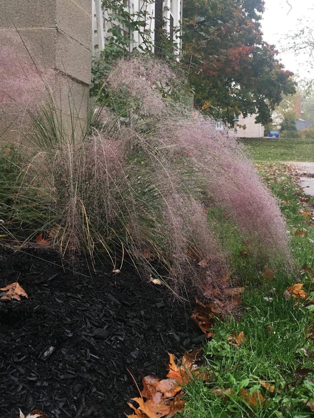 Photo of Pink Muhly Grass (Muhlenbergia capillaris) uploaded by Humbolt