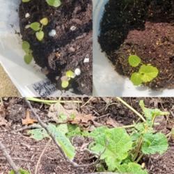 Location: Ann Arbor, Michigan
Date: May and October 2020
Seedlings and first year October growth, Hollyhocks