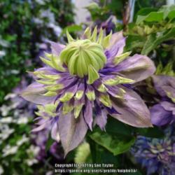 Location: Harrogate Flower Show UK
Date: 2018-09-15
Taylors Clematis exhibition stand