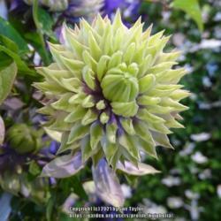 Location: Harrogate Flower Show UK
Date: 2018-09-15
Taylors Clematis exhibition stand