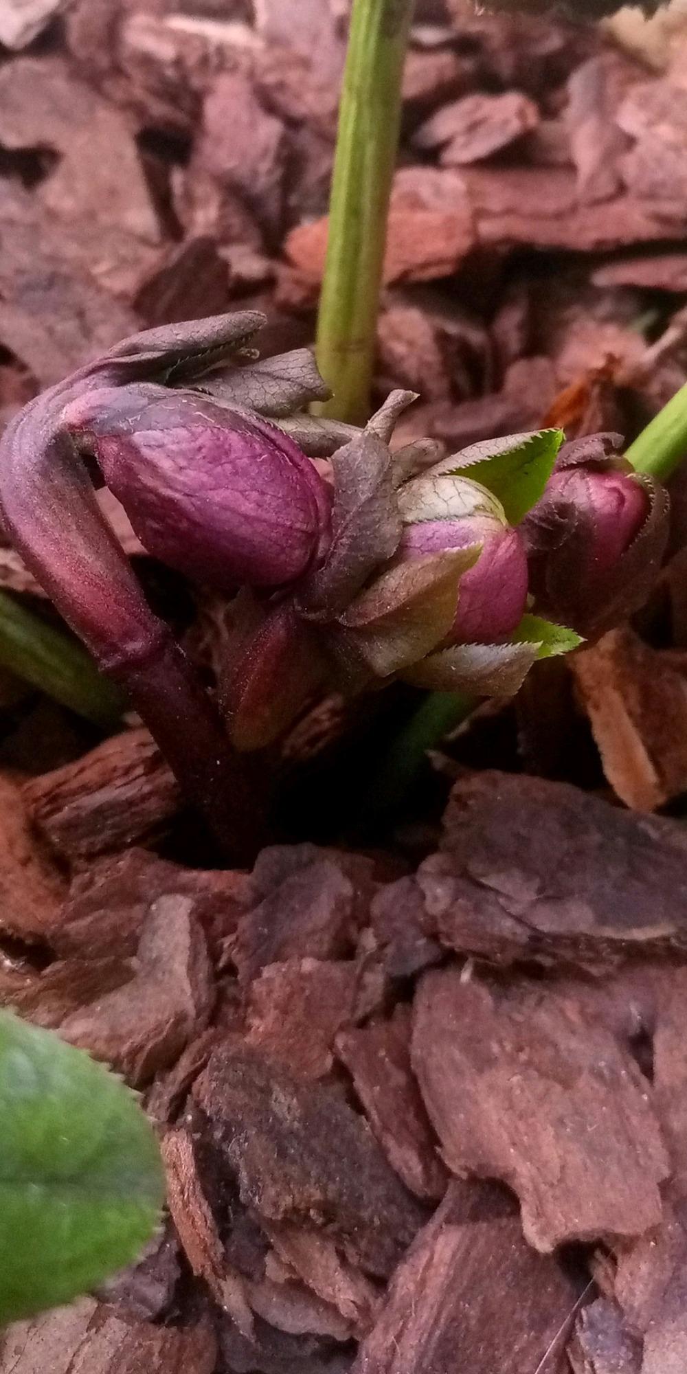 Photo of Lenten Rose (Helleborus orientalis) uploaded by maxvo