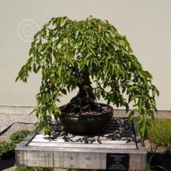 Location: Matthaei Botanical Gardens, Ann Arbor, MI
Date: 2014-07-06
Bonsai started 1969 trained since 1975 donated by Dr. MH Seever