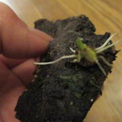 Location: indoors Toronto, Ontario
Date: 2021-03-09
Young plant is forming from the taro peel.