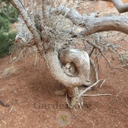 Location: Devils Garden, Arches National Park, Grand County, Utah, United States
Date: 2021-03-12
