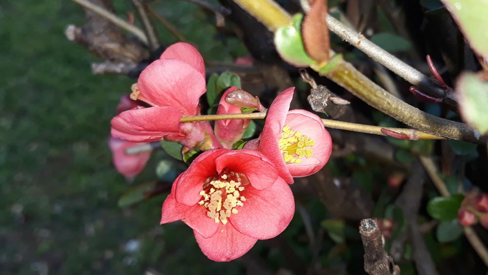Photo of Flowering Quince (Chaenomeles japonica) uploaded by skopjecollection