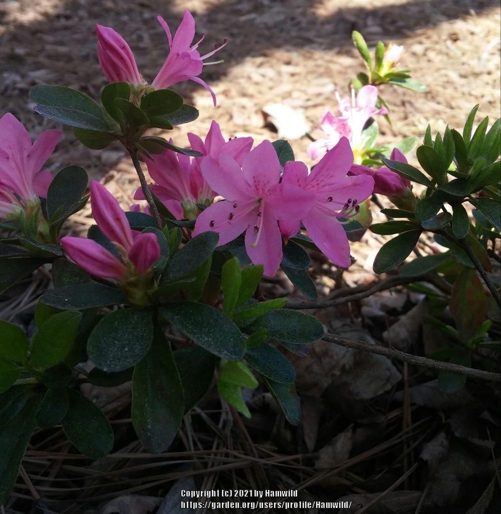Photo of Rhododendrons (Rhododendron) uploaded by Hamwild