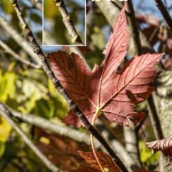 Location: Hidden Lake Gardens, Michigan
Date: 2020-10-31
Acer pseudoplatanus 'Esk Sunset' - One year's fall color, and the