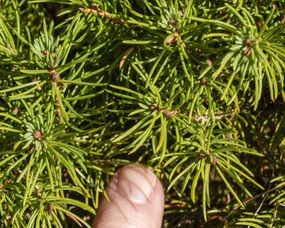 Photo of Dwarf Alberta Spruce (Picea glauca var. albertiana 'Conica') uploaded by arctangent