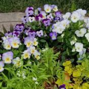 Violas still going strong at the end of June