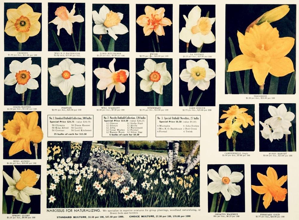 Photo of Daffodils (Narcissus) uploaded by scvirginia