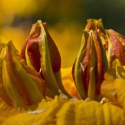 Location: Nichols Arboretum, Ann Arbor
Date: 2012-05-08
Buds of the azalea 'Klondyke' are deep orange, with yellow ribs, 