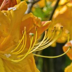 Location: Nichols Arboretum, Ann Arbor
Date: 2012-05-08
Azalea 'Klondyke' - yellow filaments support orange gold anthers,