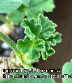 Photo of Pelargoniums (Pelargonium) uploaded by sedumzz