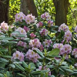 Location: Nichols Arboretum, Ann Arbor
Date: 2012-05-08
I love it when a rhododendron plant has some fully opened blooms,