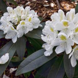 Location: Nichols Arboretum, Ann Arbor
Date: 2012-05-08
Rhododendron 'Boule de Neige' - I deliberately left the blooms of