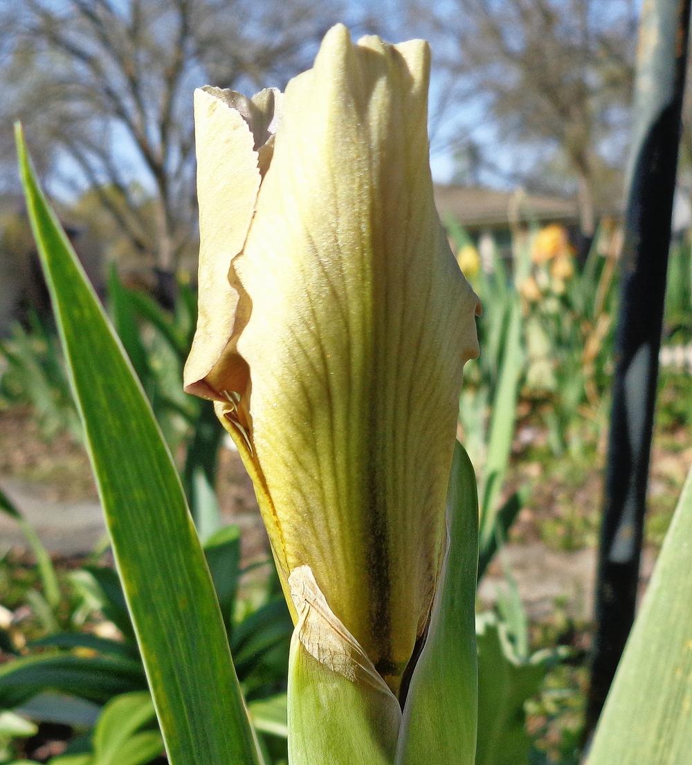 Photo of Intermediate Bearded Iris (Iris 'Rikki Tiki') uploaded by lovemyhouse