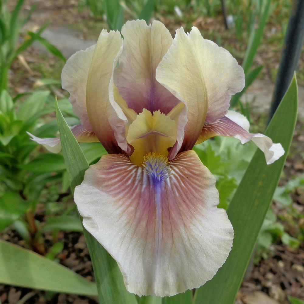 Photo of Intermediate Bearded Iris (Iris 'Rikki Tiki') uploaded by lovemyhouse
