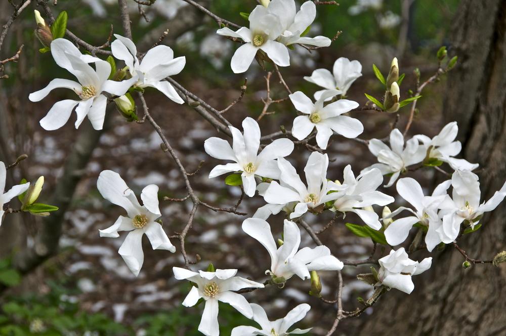 Photo of Star Magnolia (Magnolia stellata) uploaded by Fleur569