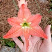 Flower & bud in back on 1 stem. Hand for size comparison.
