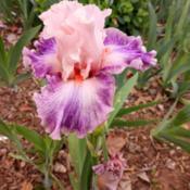 one of my 1st Iris to bloom this year