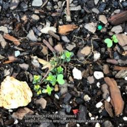 Location: Fairfax, Virginia (Outdoors)
Thyme seedling. This is the short period of time (around one-two 