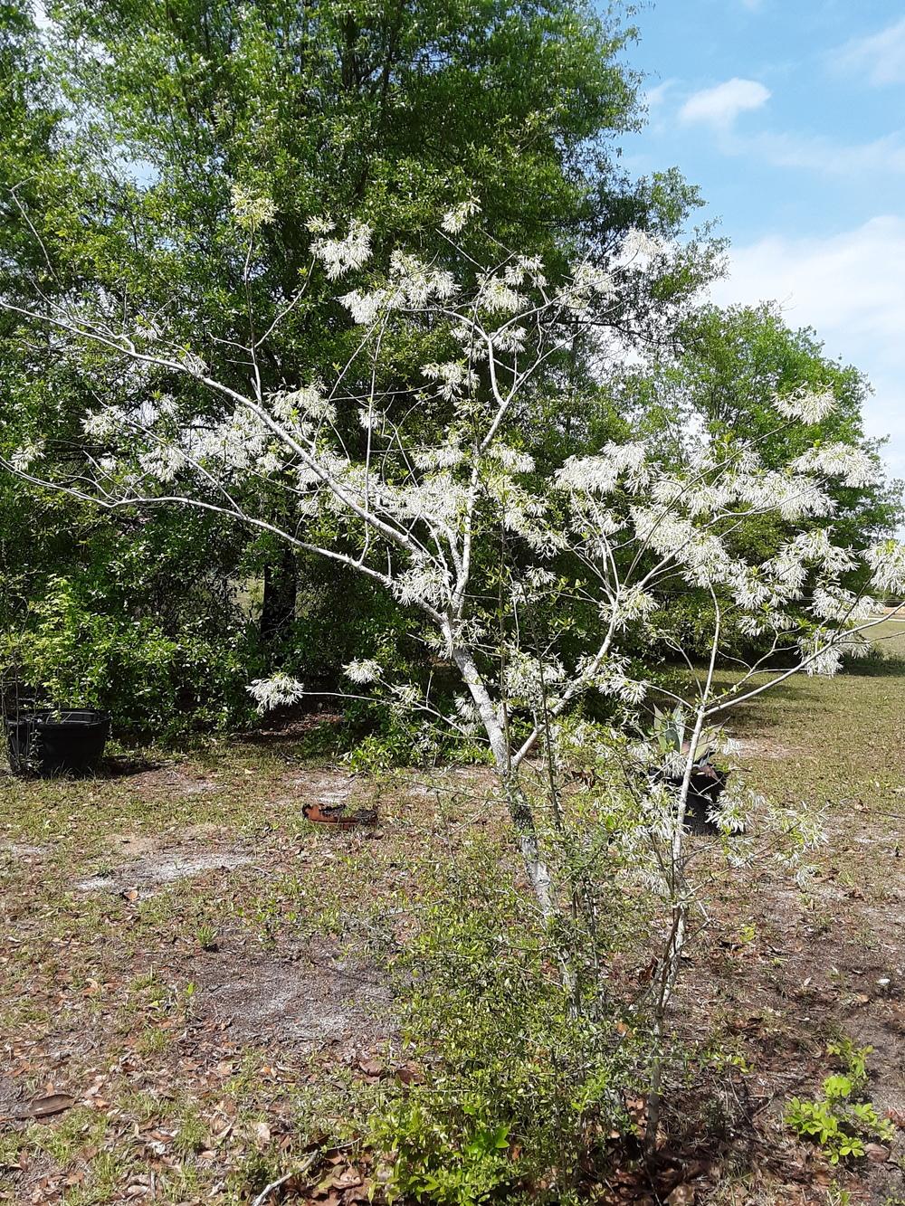 Photo of Fringe Tree (Chionanthus virginicus) uploaded by gingin