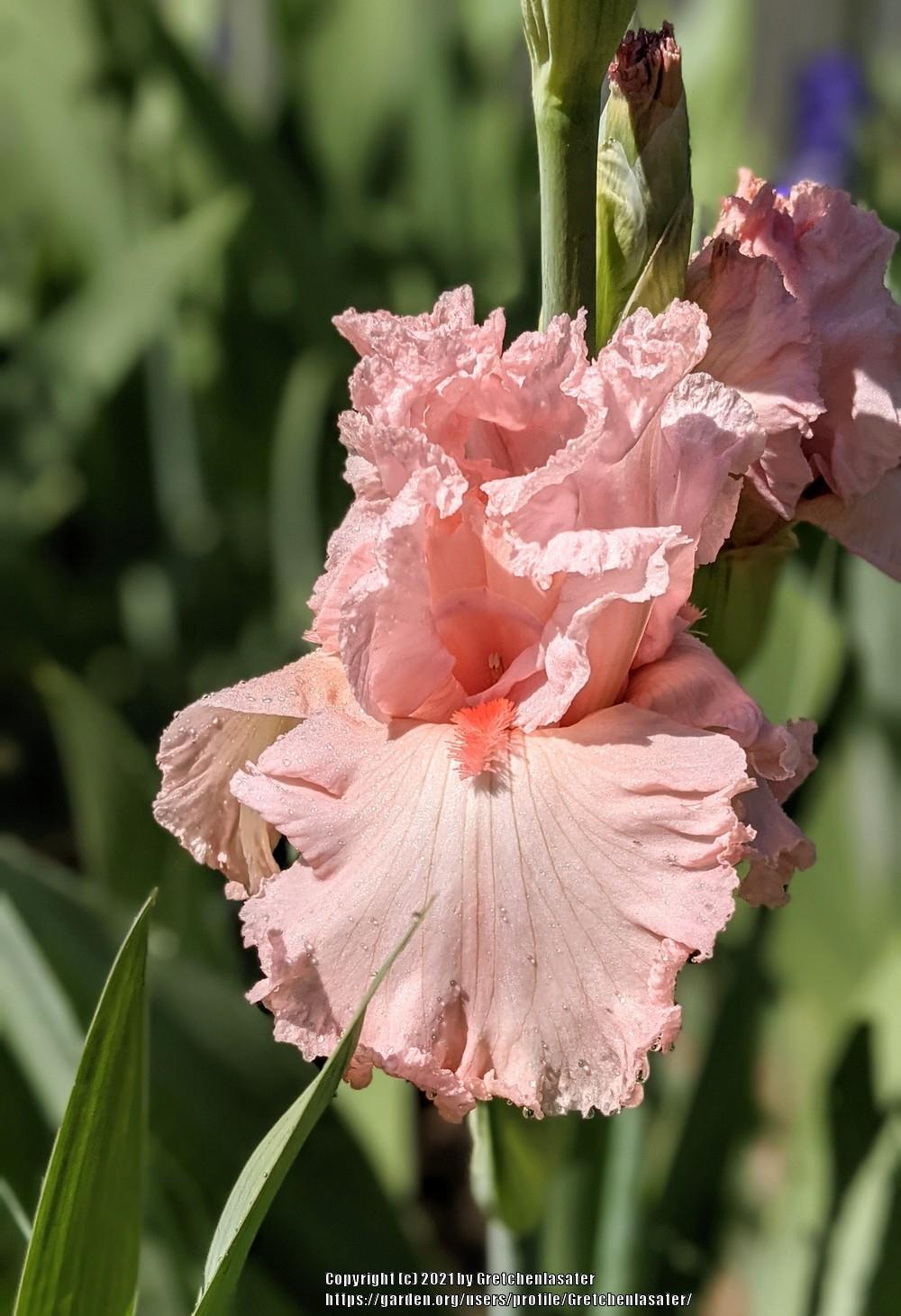 Photo of Tall Bearded Iris (Iris 'Happenstance') uploaded by Gretchenlasater