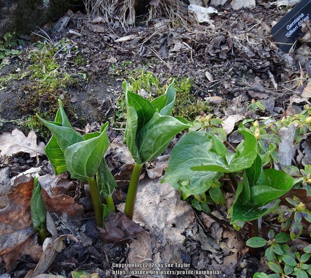 Photo of Nodding Trillium (Trillium flexipes) uploaded by kniphofia