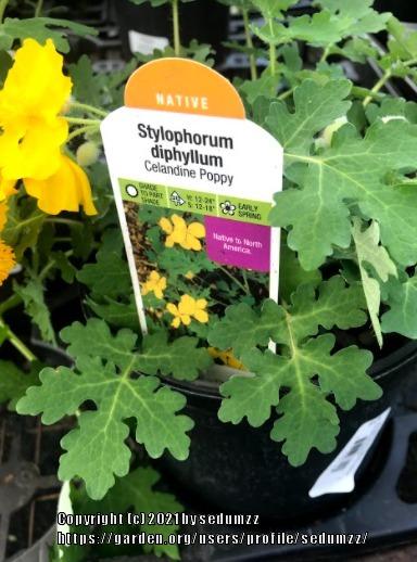Photo of Celandine Poppy (Stylophorum diphyllum) uploaded by sedumzz