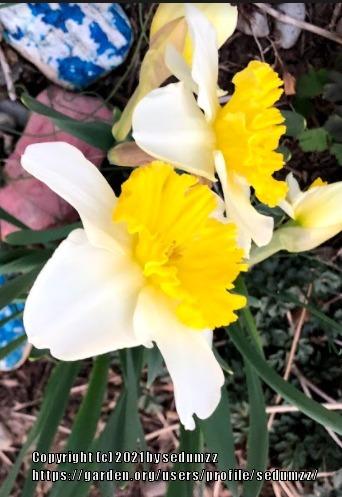 Photo of Daffodils (Narcissus) uploaded by sedumzz