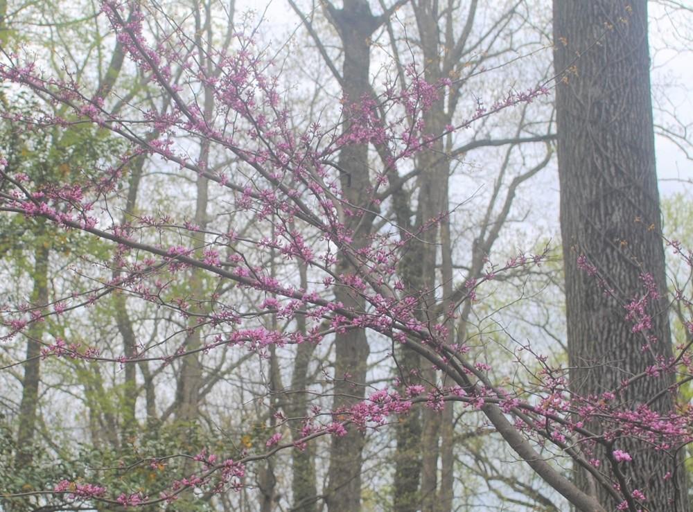 Photo of Eastern Redbud (Cercis canadensis 'Ace of Hearts') uploaded by ILPARW