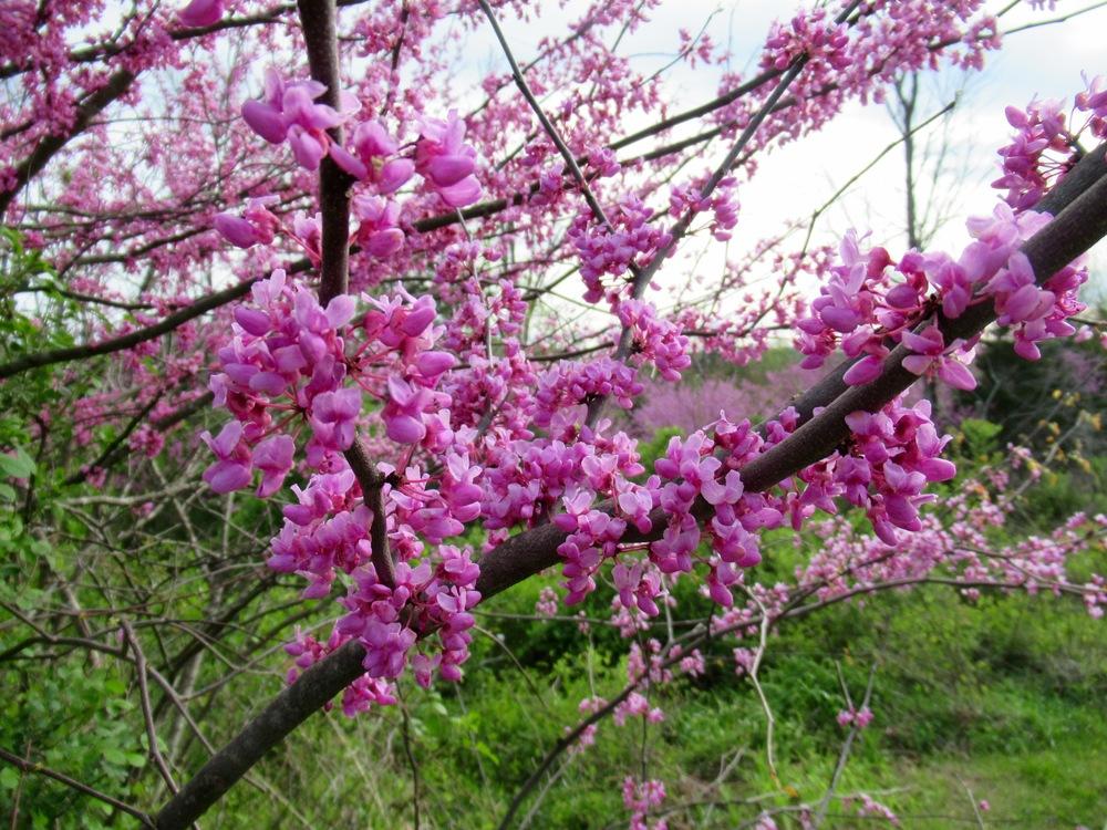 Photo of Eastern Redbud (Cercis canadensis) uploaded by psudan