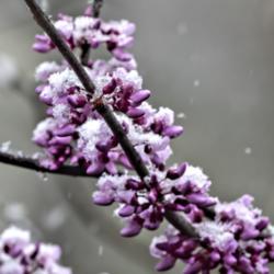 Location: Ann Arbor, Michigan
Date: 2021-04-20
Late April snow beginning to accumulate on redbud blooms and buds