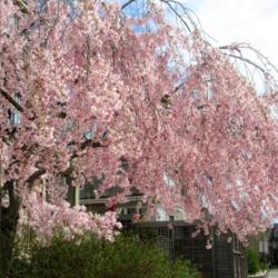 Location: Toronto, Ontario
Date: 2021-04-17
Weeping Cherry Tree (Prunus subhirtella).