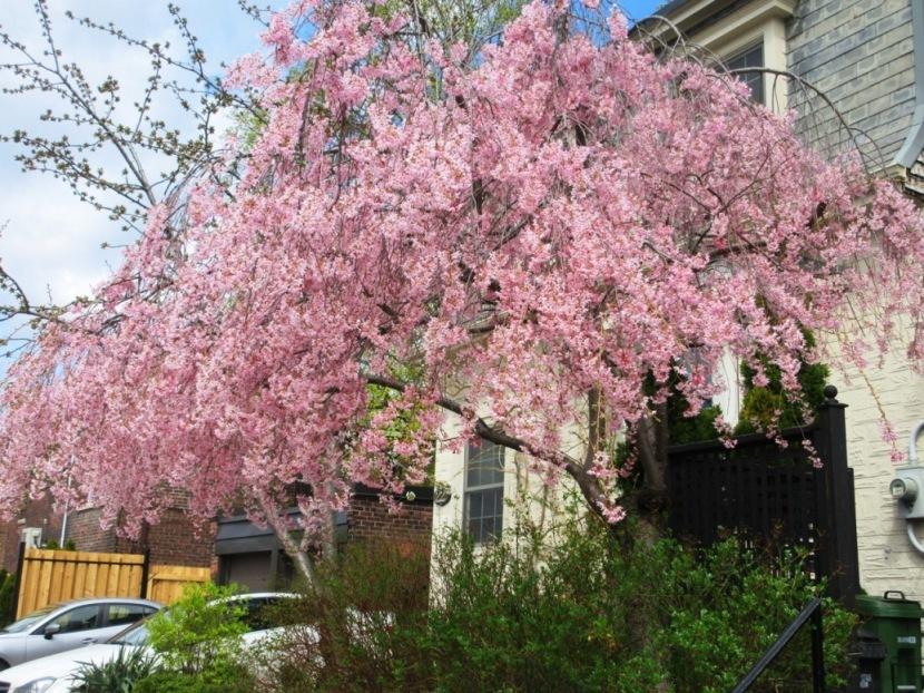 Photo of Weeping Cherry Tree (Prunus subhirtella) uploaded by janelp_lee