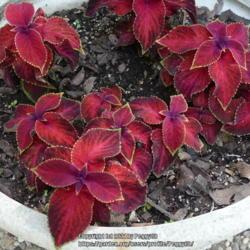 Location: Temple, Texas
Date: 2021-04-22
New planting; untagged purchase (Possible Wizard® 'Red Velvet'?