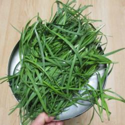 Location: Toronto, Ontario
Date: 2021-04-21
Garlic Chives (Allium tuberosum) first harvest leaves in spring a
