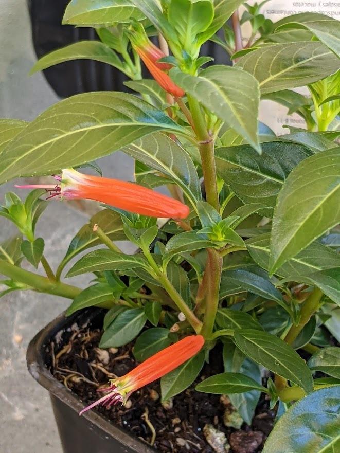 Photo of Firecracker Plant (Cuphea ignea) uploaded by Joy
