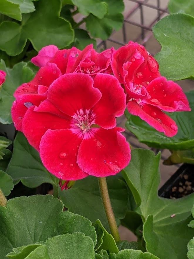 Photo of Geranium (Pelargonium Calliope® Crimson Flame) uploaded by Joy