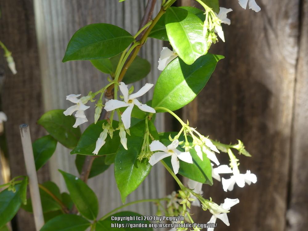 Photo of Star Jasmine (Trachelospermum jasminoides) uploaded by Peggy8b