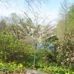 Location: Jenkins Arboretum in Berwyn, PA
Date: 2021-04-27
young tree in bloom