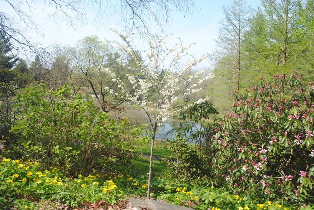 Photo of Eastern Redbud (Cercis canadensis var. canadensis 'Royal White') uploaded by ILPARW