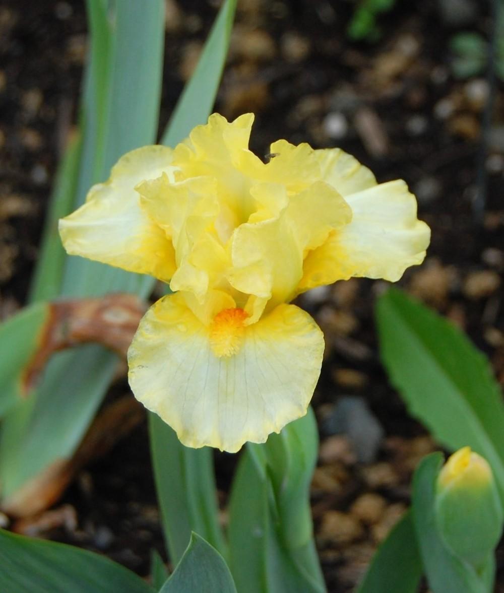 Photo of Standard Dwarf Bearded Iris (Iris 'Full Alert') uploaded by valleylynn