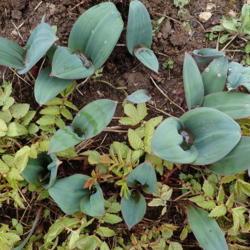 Location: Ontario, Canada
Date: 2021-04-16
Allium k in Filipendula aurea