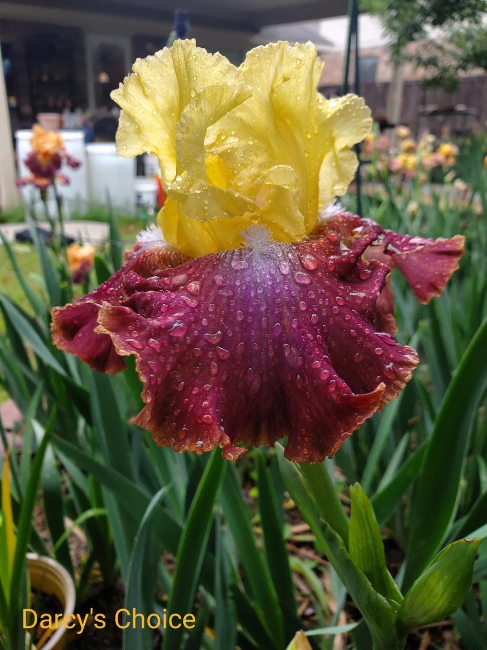 Photo of Tall Bearded Iris (Iris 'Darcy's Choice') uploaded by javaMom