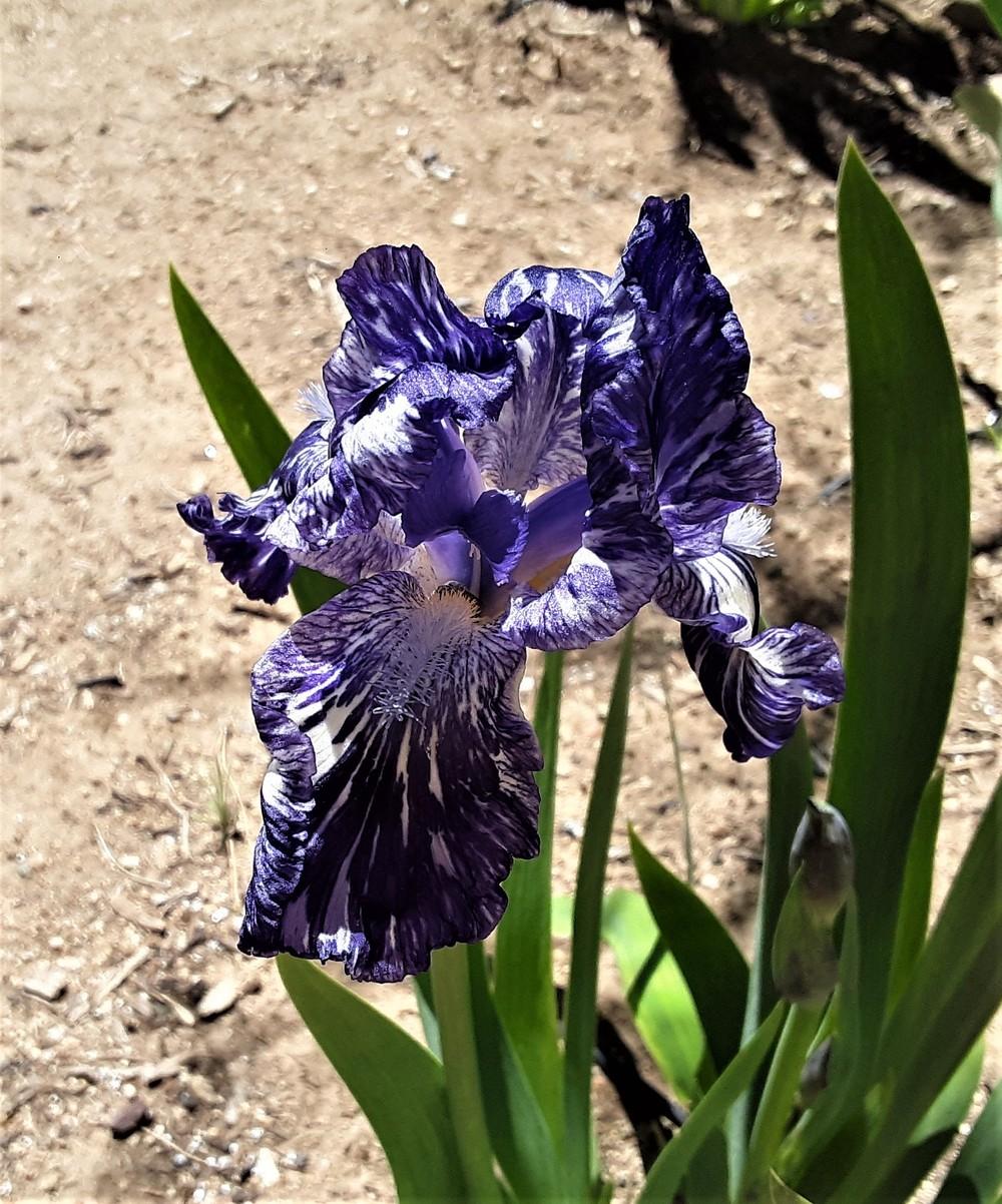 Photo of Intermediate Bearded Iris (Iris 'Blueberry Filly') uploaded by Bitoftrouble