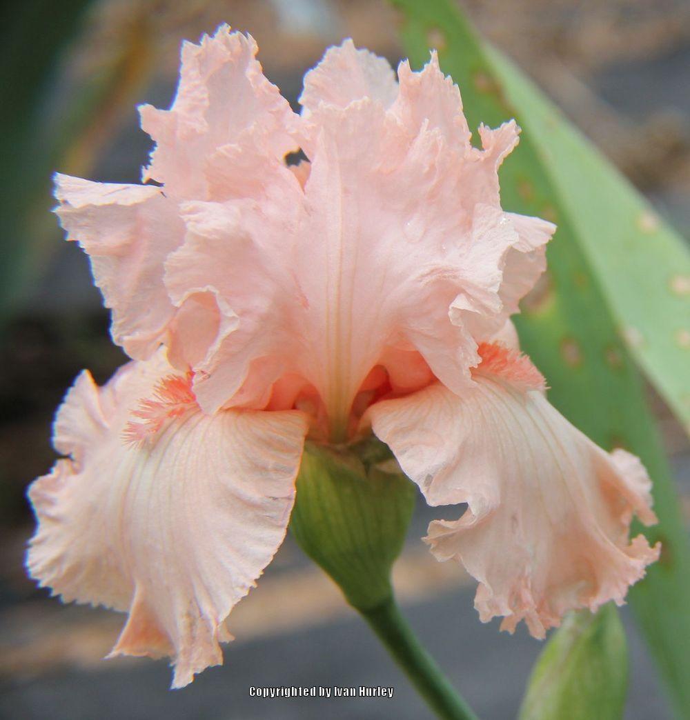 Photo of Tall Bearded Iris (Iris 'Happenstance') uploaded by Ivan_N_Tx